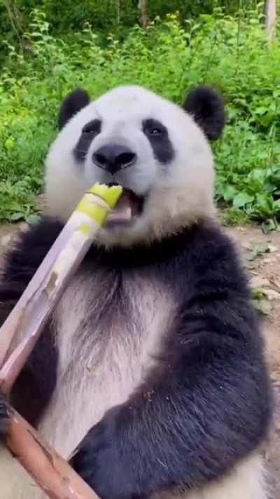 Giant Pandas subsist almost entirely on bamboo, eating from 26 to 84 pounds per day.