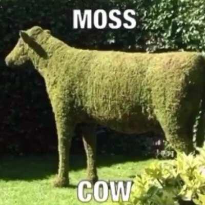 Moss cow