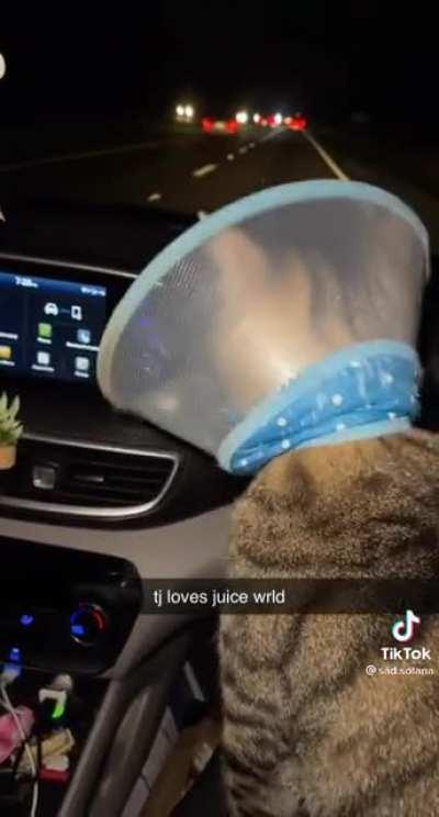 Cat vibin to juice wrld