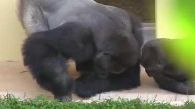 Silverback and his son, calmly observe a caterpillar.