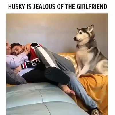 jealous husky