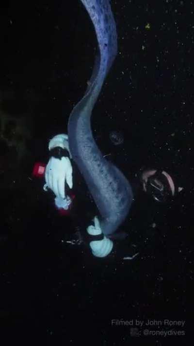 An eight foot, 22-year-old Wolf Eel gets scritches from his diver friend of 18 years