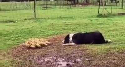 Collie gently heards ducklings.