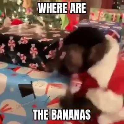 Hope you guys have a Merry monkey Christmas