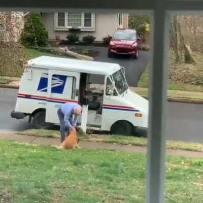 Winnie the Golden loves her mailman