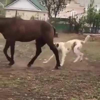 Two friends hanging out.