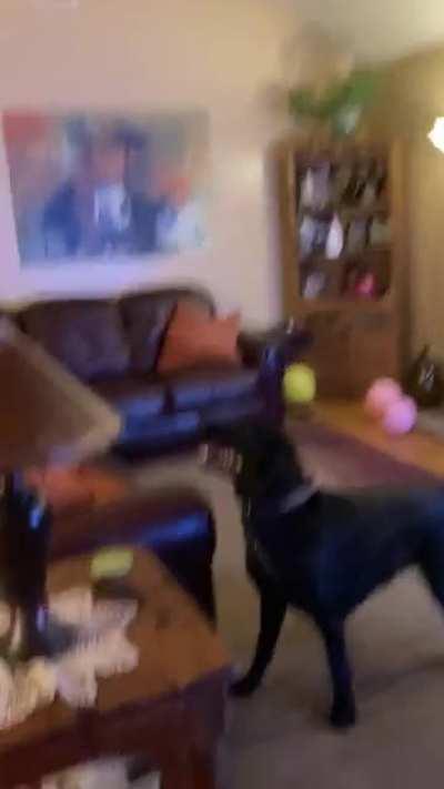 Has anyone ever seen a dog play the balloon game??