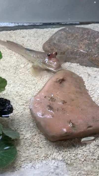 My mudskipper eating a cricket