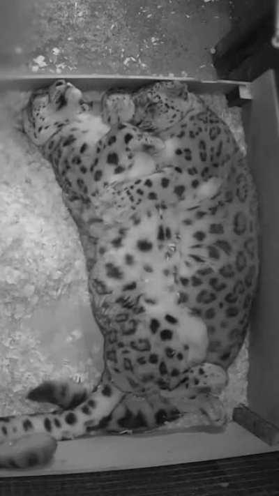 Snow leopards need cuddles too