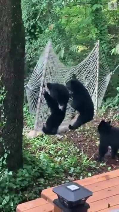 Curious bear cubs trying to figure out how to use a hammock