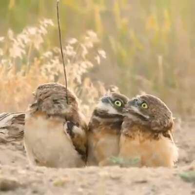 Owl shows of his stick