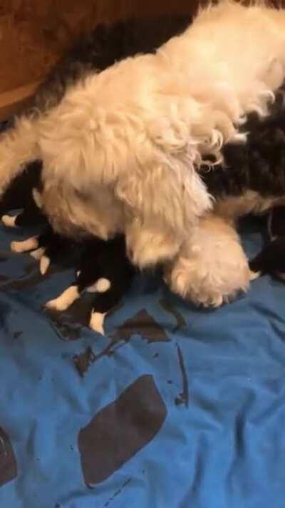 feeding time! nine 2 week old english sheep dogs and one proud mumma🥰