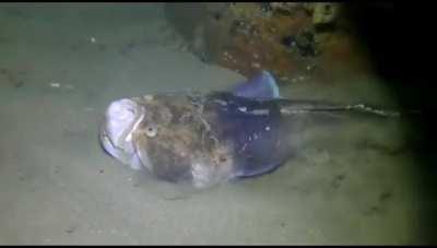 The Stargazer Fish. With eyes and mouth facing the surface, it ambushes prey from below