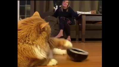 Cat Trying To Get Owner To Feed Her