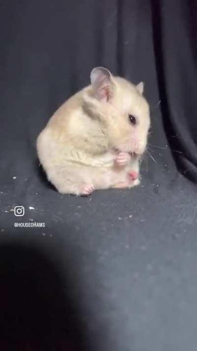 Slow motion cleaning time is the cutest