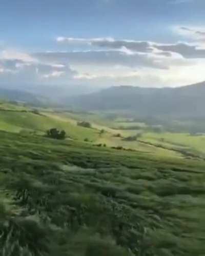 Wind blowing through grass field