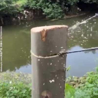 Cutting a tree with a pocket chainsaw