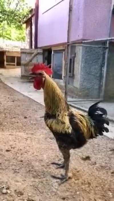 This rooster from Turkey takes its job too seriously