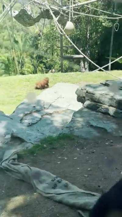 The baby orangutan and friends at the San Diego Zoo