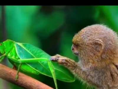 🔥 The Curious&amp;amp; Inquisitive Pygmy Marmoset with a Large Insect 🔥