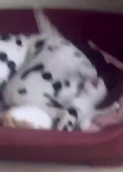 WCGW sharing a bed with a dog