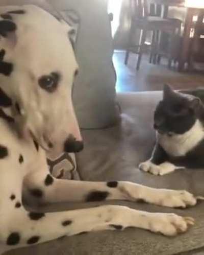 Cat tries to provoke dog into a cat fight