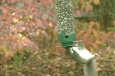 Squirrel proof bird feeder