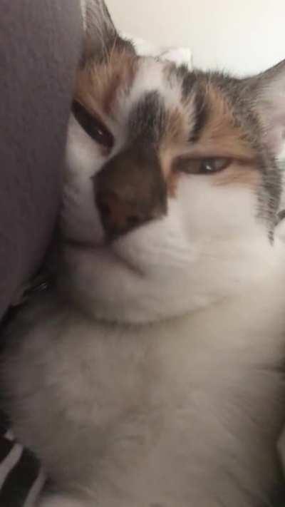 My off the charts affectionate, controlling, dramatic baby of a 16 year old. She snores, meows in her sleep, insists on her own pillow like a human. Watch to the end to see her awake mirin and dramatic telling me all the stuff and things.