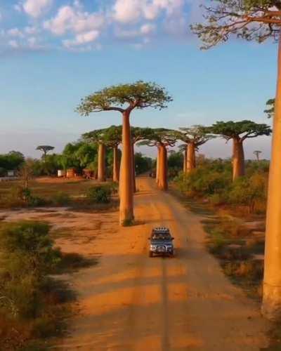 The baobab trees