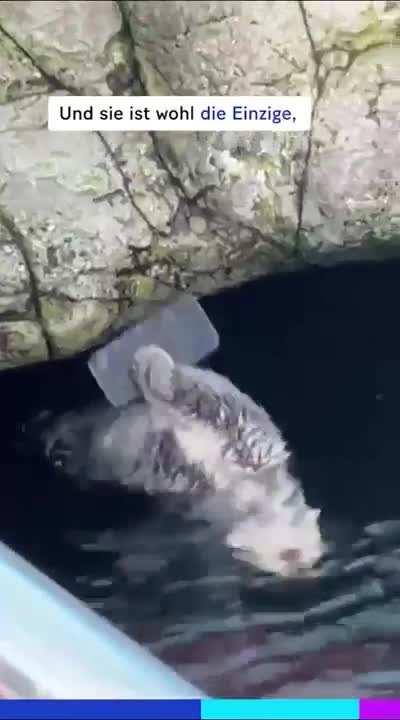 A visitor drops phone in an otter enclosure