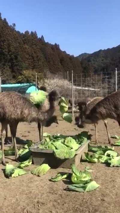 Just some emus tossing their salad