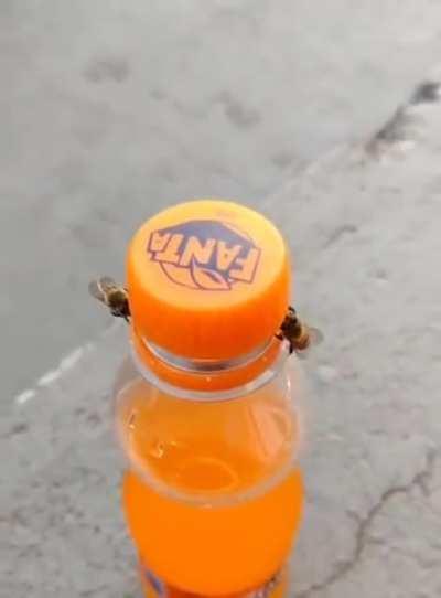 🔥 Two bees work together to open a Fanta bottle