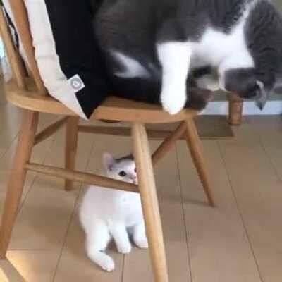 Kitten plays with chonky tail