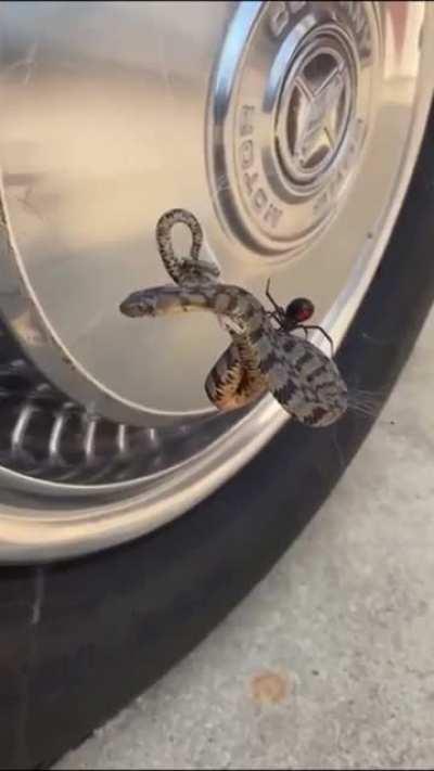 🔥 Black widow catches a whole ass snake in its web