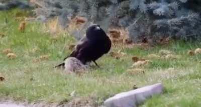 Raven hammers with his beak on baby bunnies head and kills it