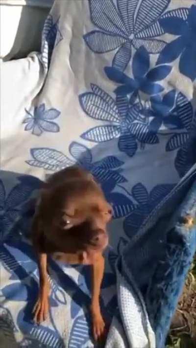 Dog lets out a fierce howl when asked 