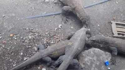 Komodo Dragons having a bush meat feast.