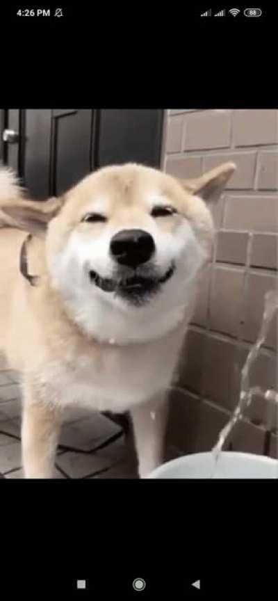 Just a happy smile doggo