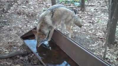 🔥 Coyote accidentally gives itself a brain freeze while drinking from a frozen water trough