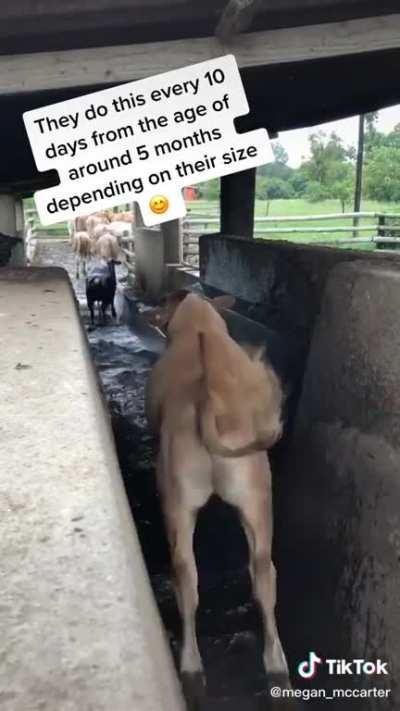 These jumping cows made my day