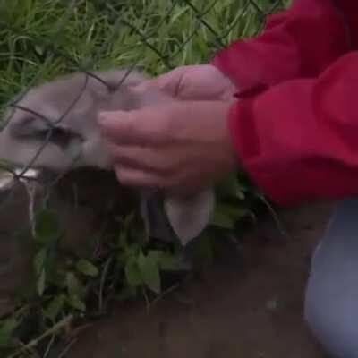 Man saves a baby swan..