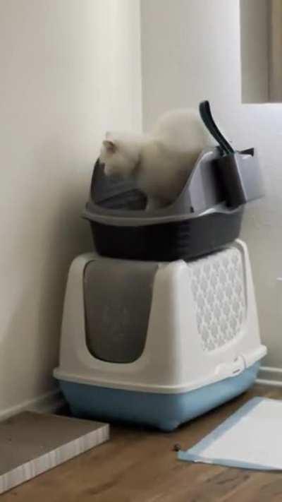 My friends cat can’t figure out how the litter box works.