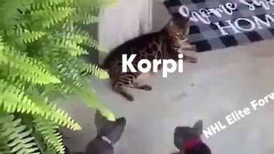 Korpisolid is unfazed