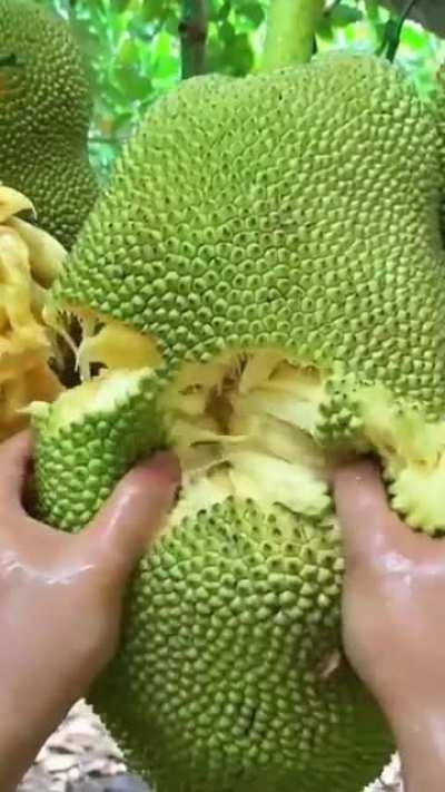 What fruit is this?