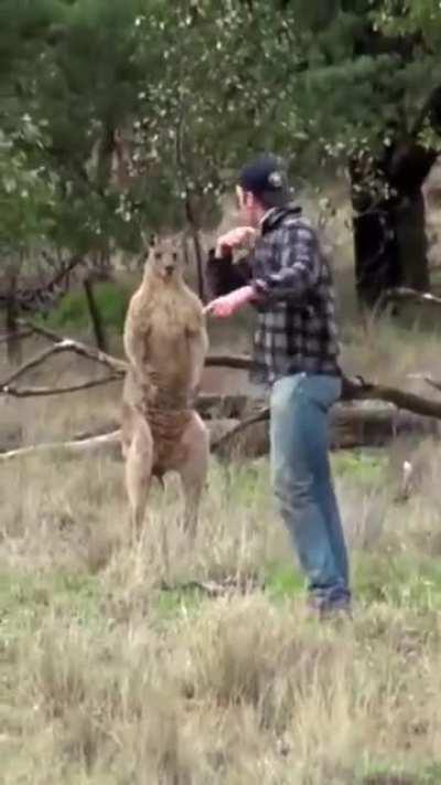 Man Fights a Kangaroo to save his dog. This is very dangerous.