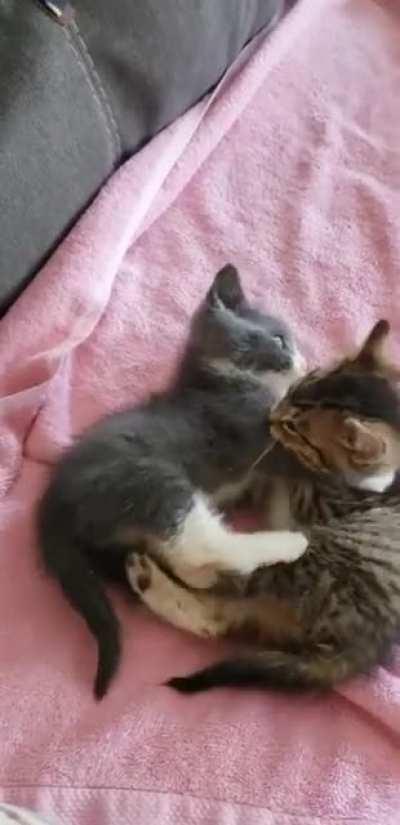 We just picked up two stray kittens and they are already best friends!