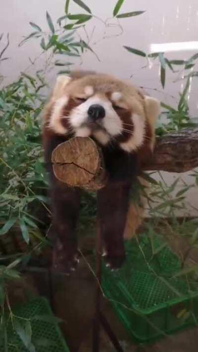 A sleepy red panda for your troubles