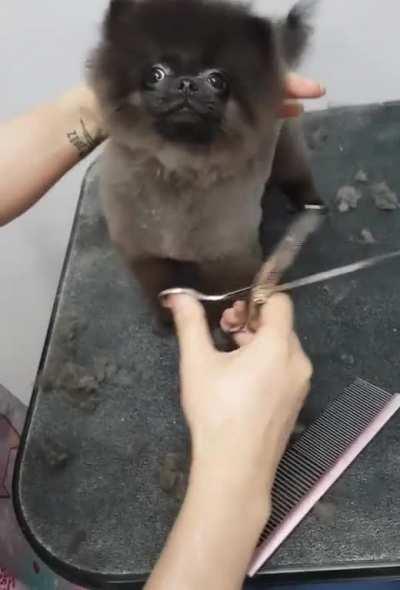 Puppy’s haircut