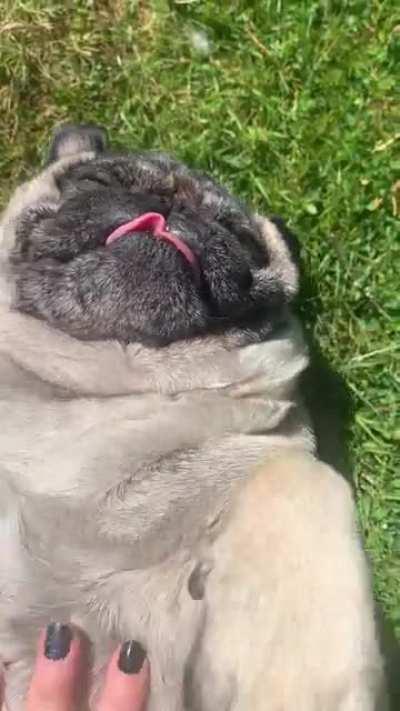 happy pugtato