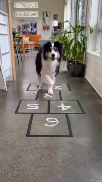 This dog playing a quick game of hopscotch